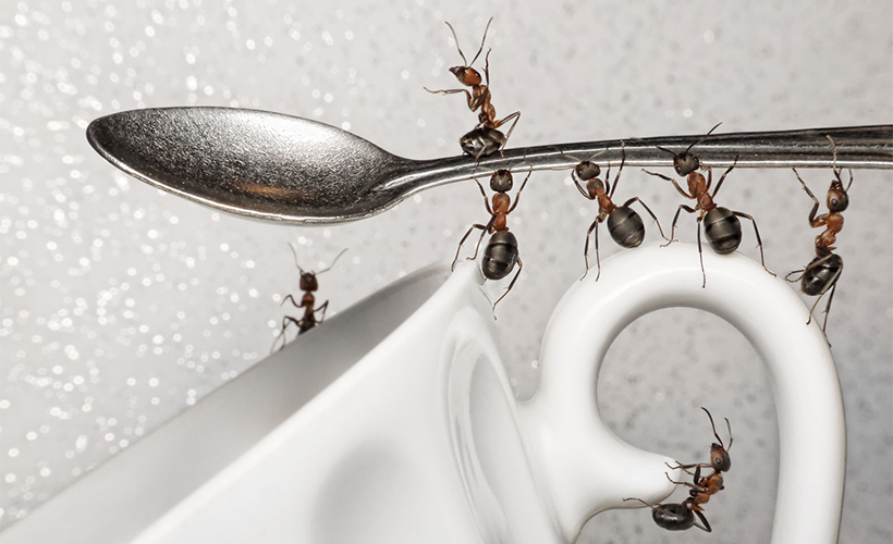 Упаковка для защиты от насекомых: что нужно знать?